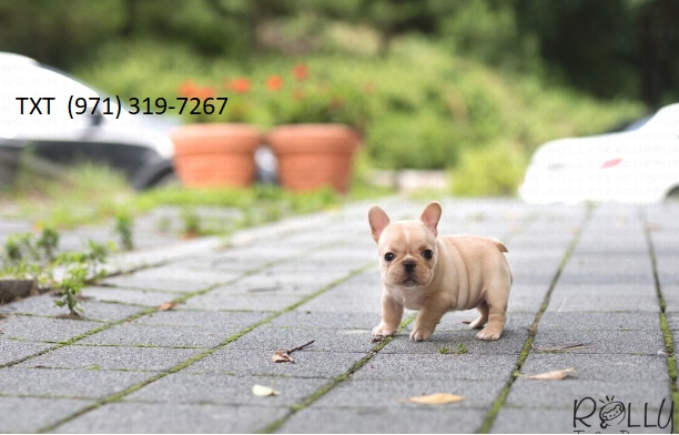 Female French Bulldog puppies available txt (971) 